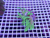 Sinularia flexibilis green ultra SMALL Australie